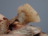 Cudoniella clavus image