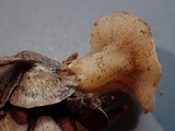 Cudoniella clavus image