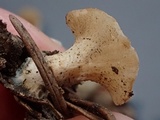 Cudoniella clavus image