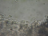 Gymnopilus dryophilus image