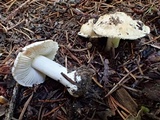 Inocybe amblyospora image