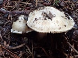 Inocybe amblyospora image