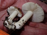 Inocybe amblyospora image