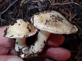 Inocybe amblyospora image
