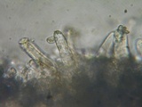 Inocybe amblyospora image
