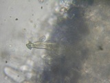 Inocybe amblyospora image