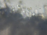 Inocybe amblyospora image