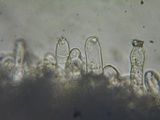 Inocybe amblyospora image