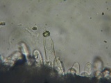 Inocybe amblyospora image