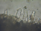 Inocybe amblyospora image