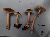 Inocybe assimilata image