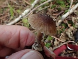 Inocybe assimilata image