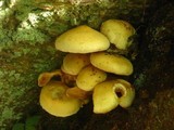 Pholiota alnicola image