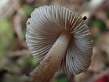 Inocybe assimilata image