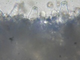 Inocybe assimilata image