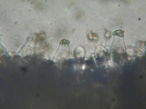 Inocybe assimilata image