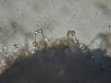 Inocybe assimilata image