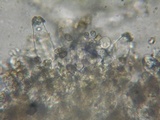 Inocybe assimilata image