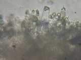 Inocybe assimilata image