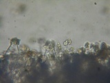 Inocybe assimilata image