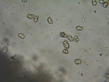 Inocybe assimilata image