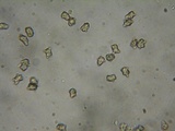 Inocybe assimilata image