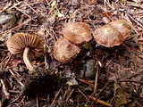 Inocybe lacera image
