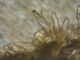 Inocybe lacera image