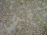 Inocybe lacera image