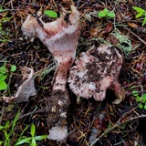 Hygrophorus purpurascens image