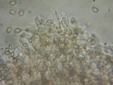 Kuehneromyces lignicola image