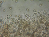 Kuehneromyces lignicola image