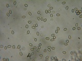 Kuehneromyces lignicola image