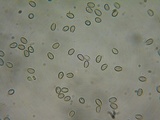 Kuehneromyces lignicola image
