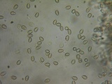 Kuehneromyces lignicola image