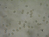 Kuehneromyces lignicola image