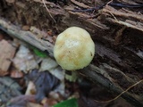 Kuehneromyces marginellus image