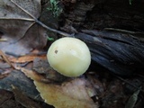 Kuehneromyces marginellus image
