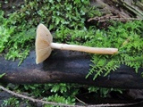 Kuehneromyces marginellus image