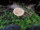 Kuehneromyces marginellus image