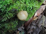 Kuehneromyces marginellus image