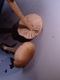 Nolanea holoconiota image