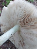 Pluteus petasatus image