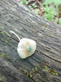 Mycena subcaerulea image