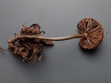 Nolanea obscurata image