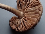 Nolanea obscurata image