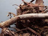 Nolanea obscurata image