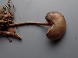 Nolanea obscurata image