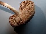 Nolanea obscurata image