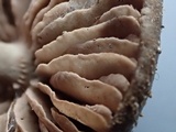 Nolanea obscurata image
